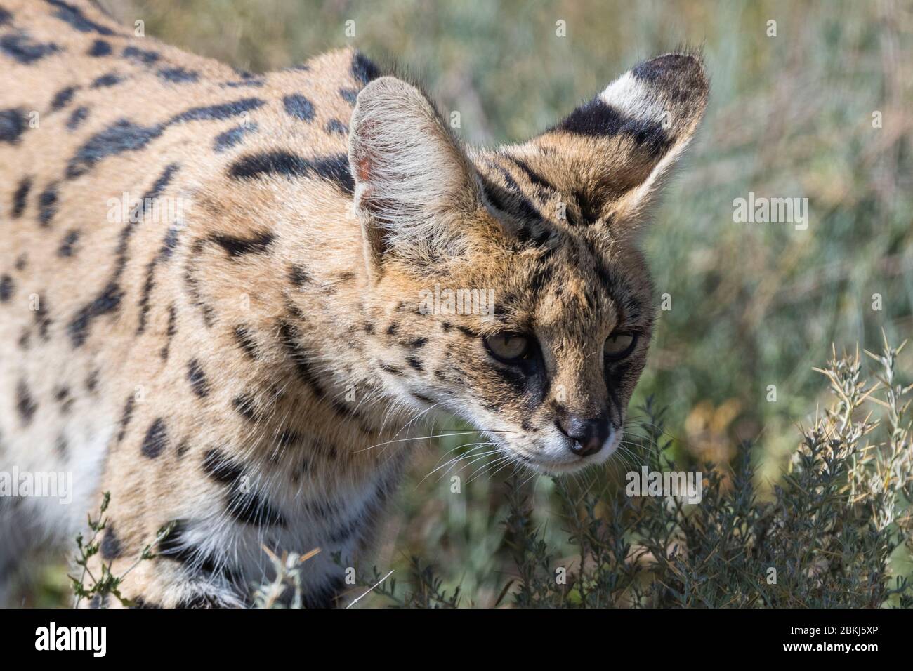 Serval (Leptailurus serval), Ngorongoro Conservation Area, Ndutu Serengeti, Tanzanie, Banque D'Images
