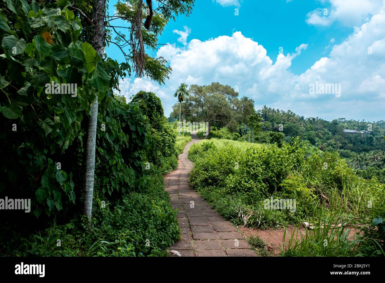 Papier peint paysage de Campuhan Ridge Walk à Ubud, île de Bali Banque D'Images