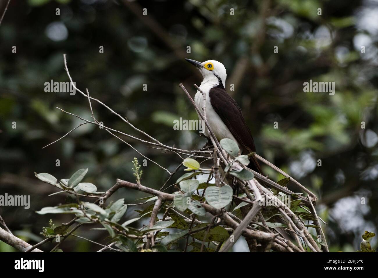 Melanerpes Candidus Banque d'image et photos Alamy