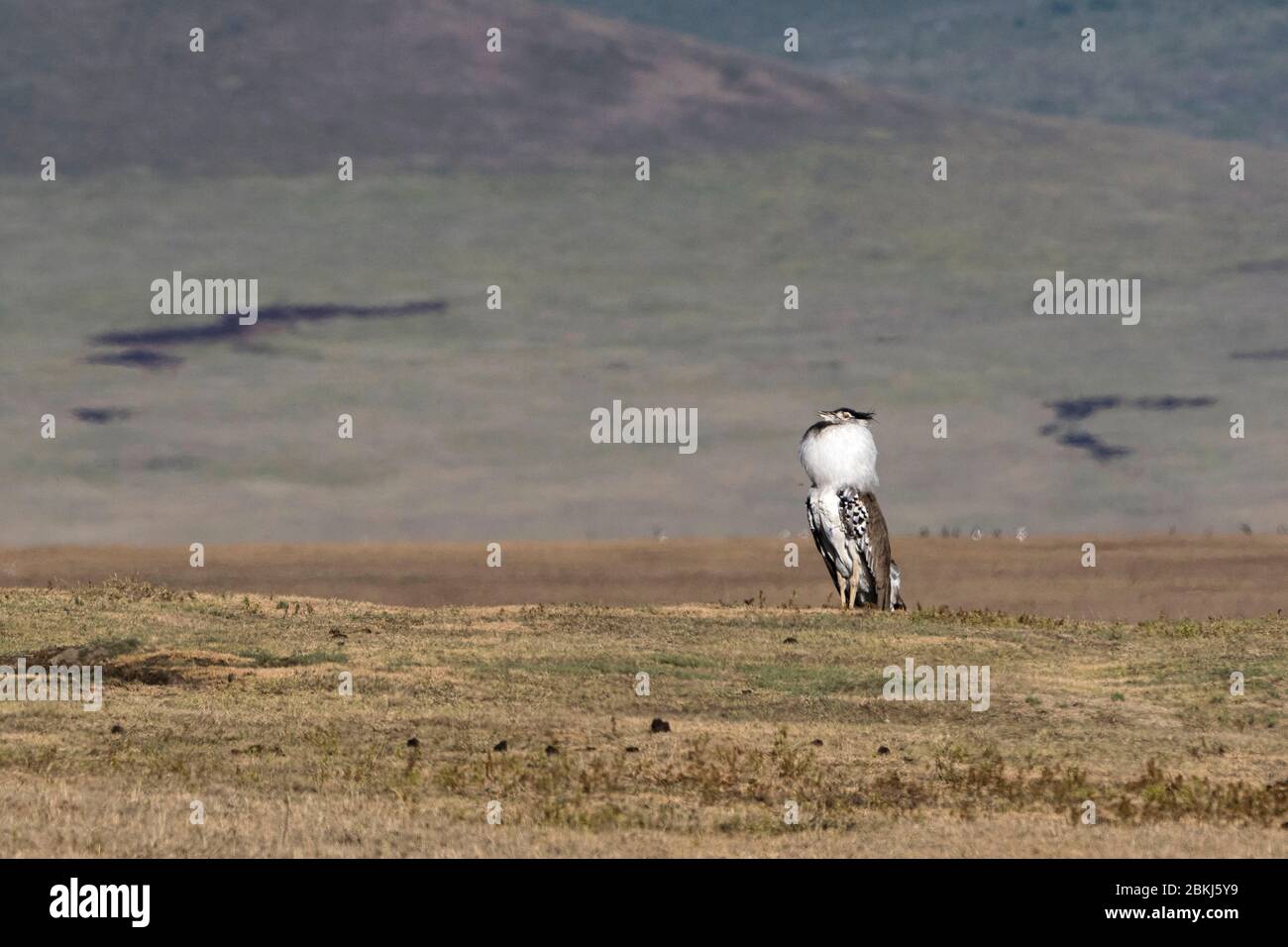 Un buzard de kori (Ardeotis kori) masculin affichant, cratère de Ngorongoro, aire de conservation de Ngorongoro, Serengeti Banque D'Images