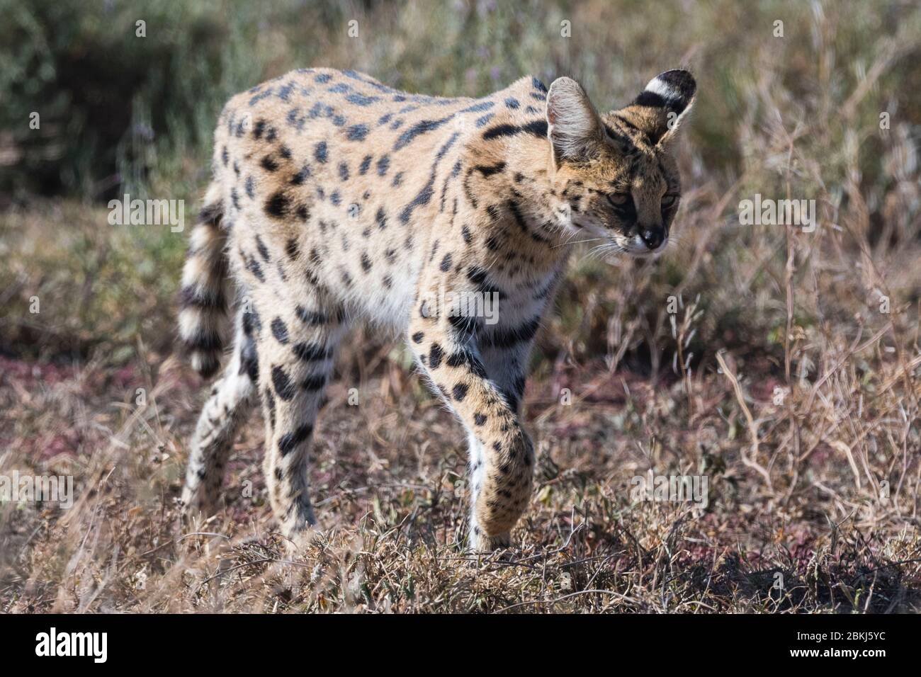 Serval (Leptailurus serval), Ngorongoro Conservation Area, Ndutu Serengeti, Tanzanie, Banque D'Images