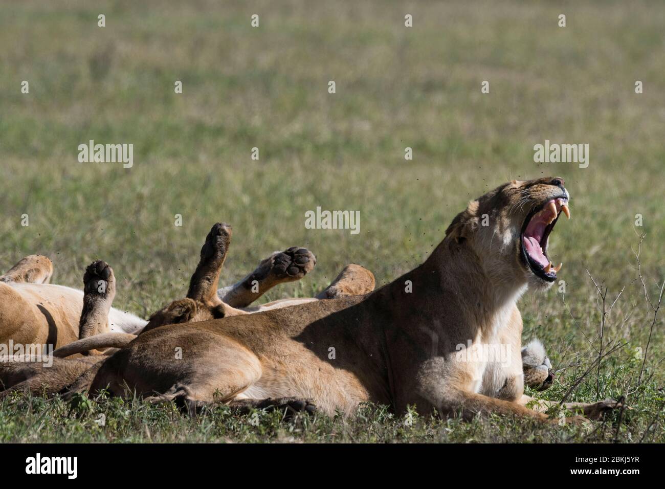 Lions (Panthera leo), cratère de Ngorongoro, aire de conservation de Ngorongoro, Serengeti, Tanzanie Banque D'Images