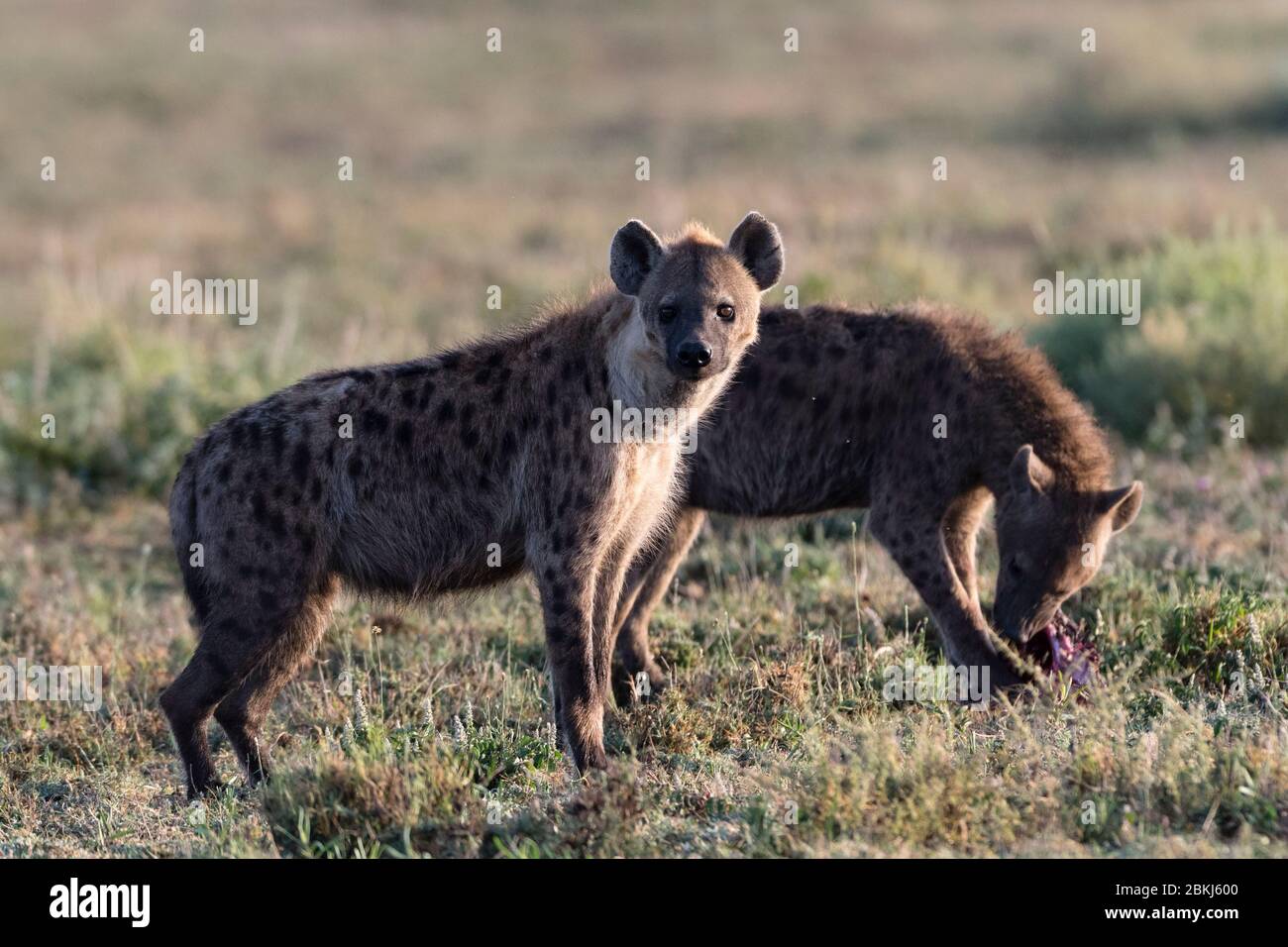 Hyène tacheté (Crocuta crocuta), Ndutu, Ngorongoro conservation Area, Serengeti, Tanzanie Banque D'Images