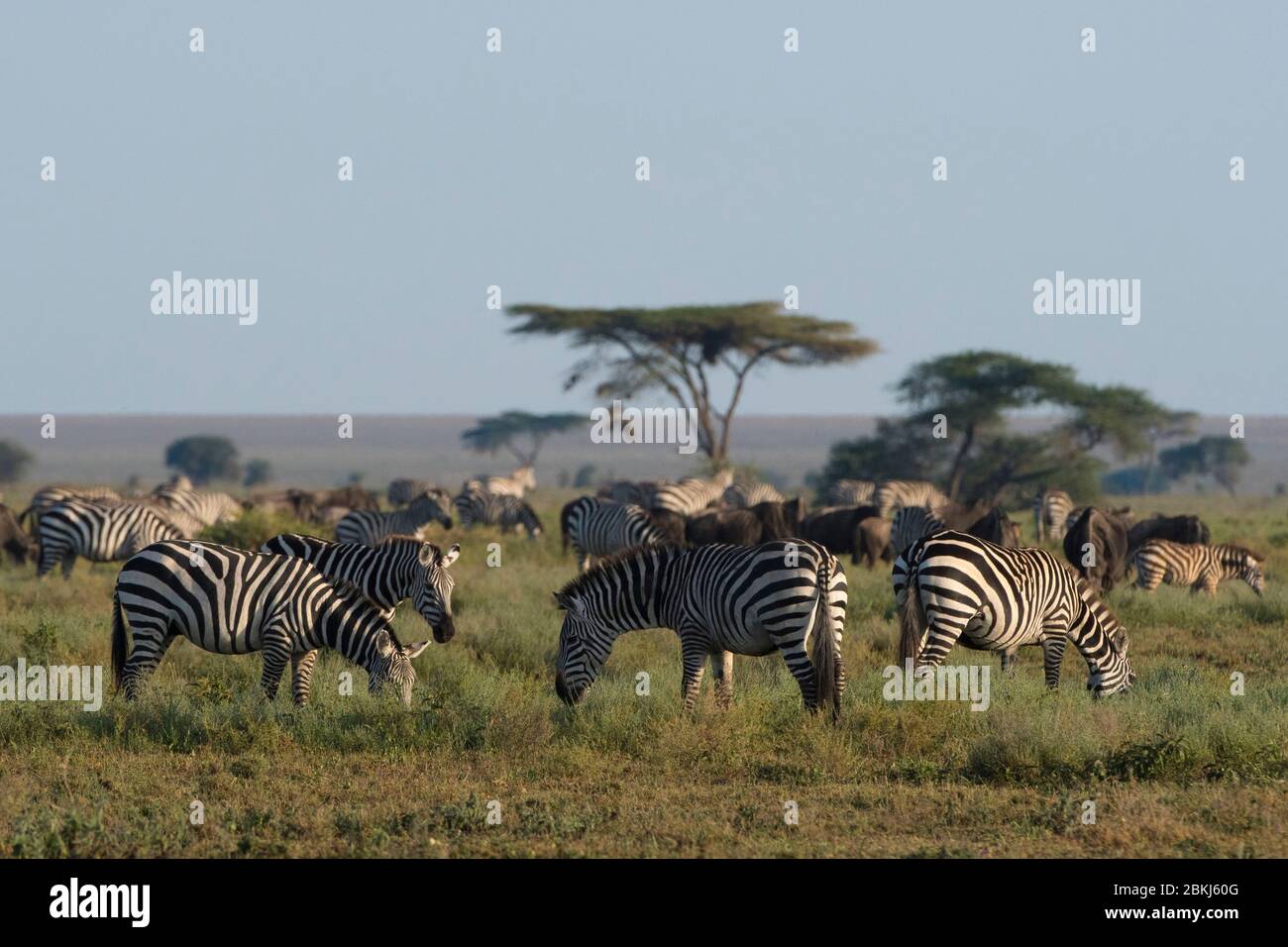 Zèbres Des Plaines (Equus Quagga), Ndutu, Aire De Conservation De Ngorongoro, Serengeti, Tanzanie Banque D'Images
