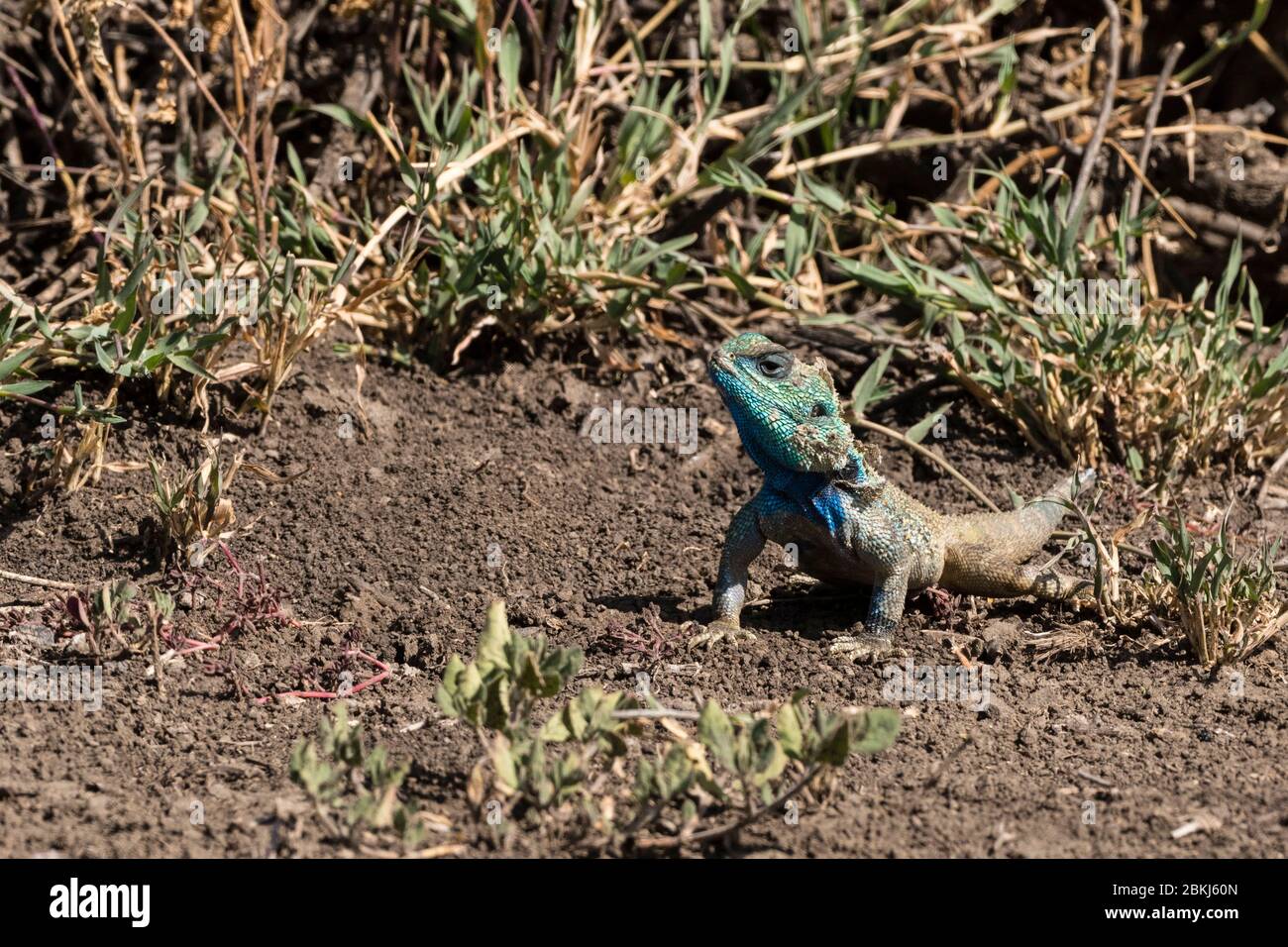 Ndutu, aire de conservation de Ngorongoro, Serengeti, Tanzanie Banque D'Images