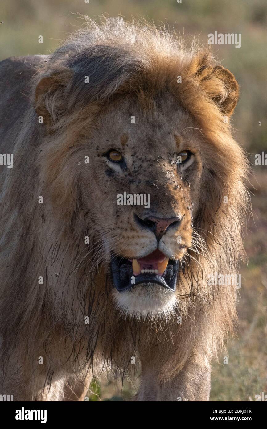 Portrait lion (Panthera leo),, Ndutu Ngorongoro Conservation Area, Serengeti, Tanzanie Banque D'Images