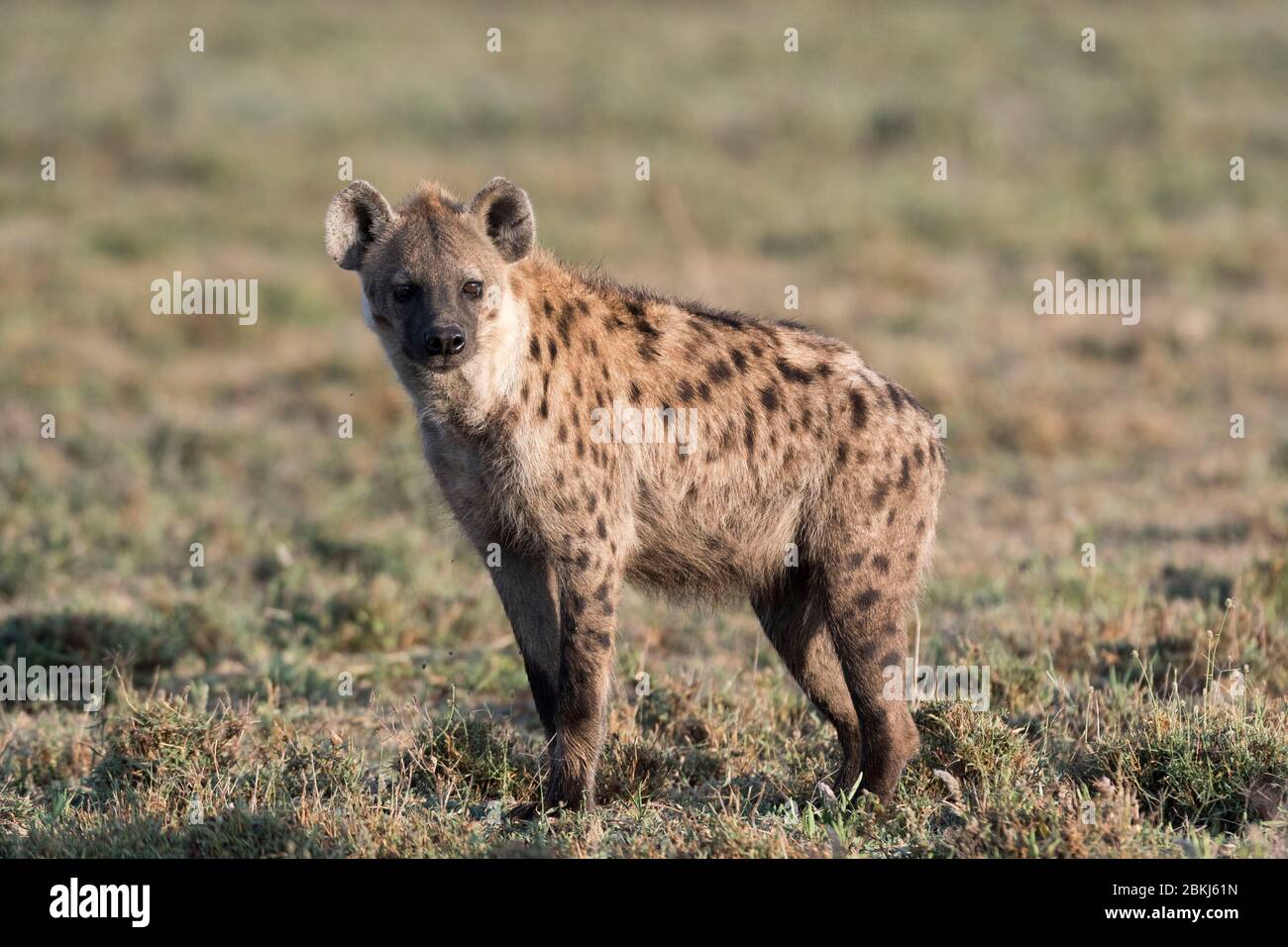 Hyène tacheté (Crocuta crocuta), Ndutu, Ngorongoro conservation Area, Serengeti, Tanzanie Banque D'Images