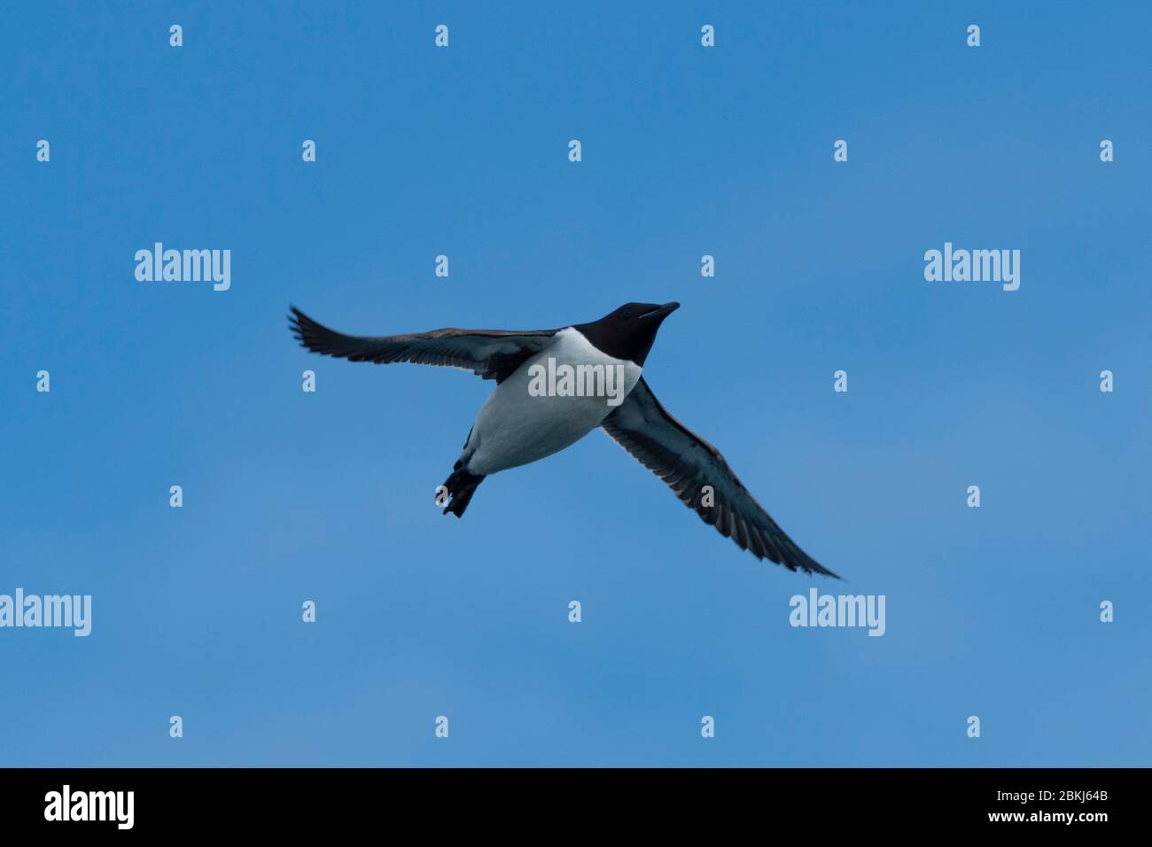 Guillemot de Bruenich (Uria lomvia), Alkefjellet, Spitsbergen, îles Svalbard, Norvège Banque D'Images