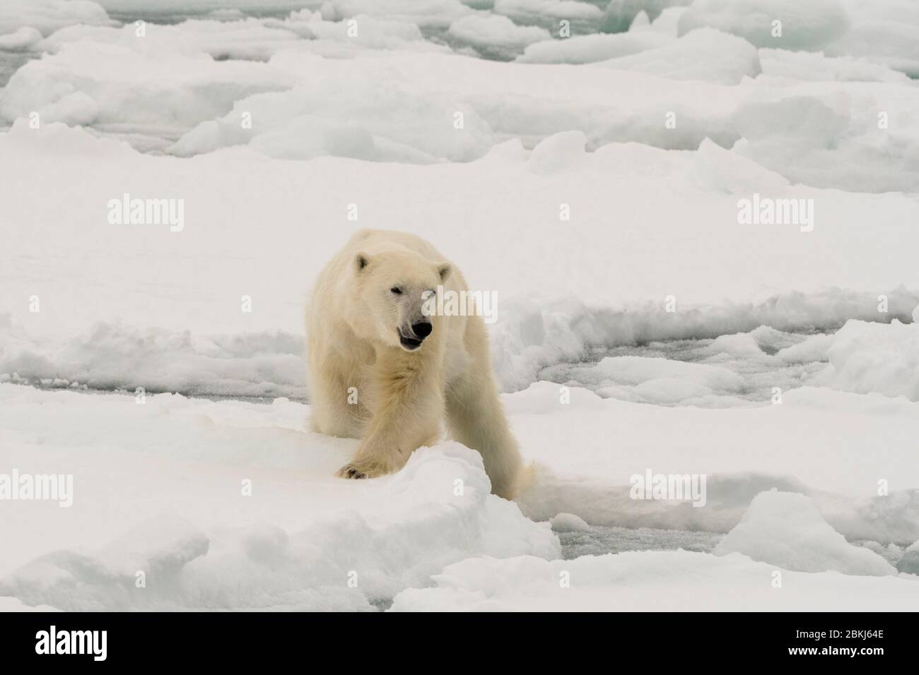 L'ours polaire (Ursus maritimus), calotte glacière, 81au nord du Spitzberg, Norvège Banque D'Images