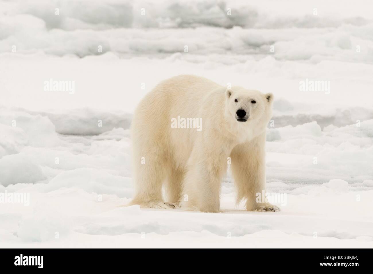 L'ours polaire (Ursus maritimus), calotte glacière, 81au nord du Spitzberg, Norvège Banque D'Images