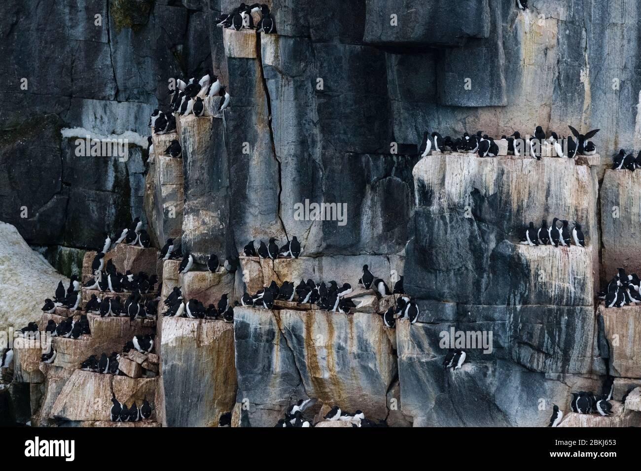 Guillemots de Bruenich (Uria lomvia), Alkefjellet, Spitsbergen, îles Svalbard, Norvège Banque D'Images