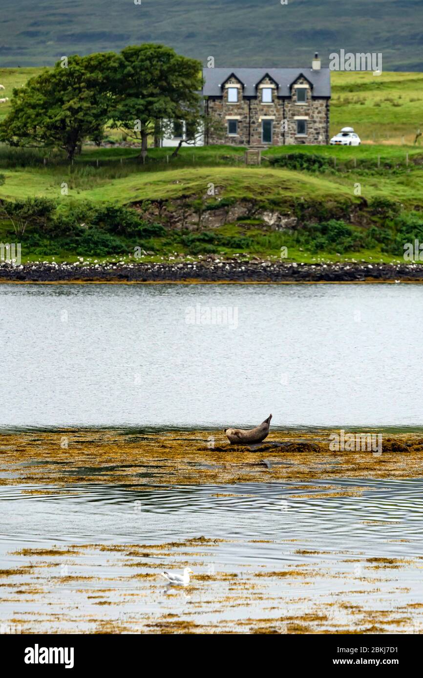 Royaume-Uni, Écosse, Highlands, Hebrides, île de Skye, Loch Dunvegan, phoque gris Banque D'Images