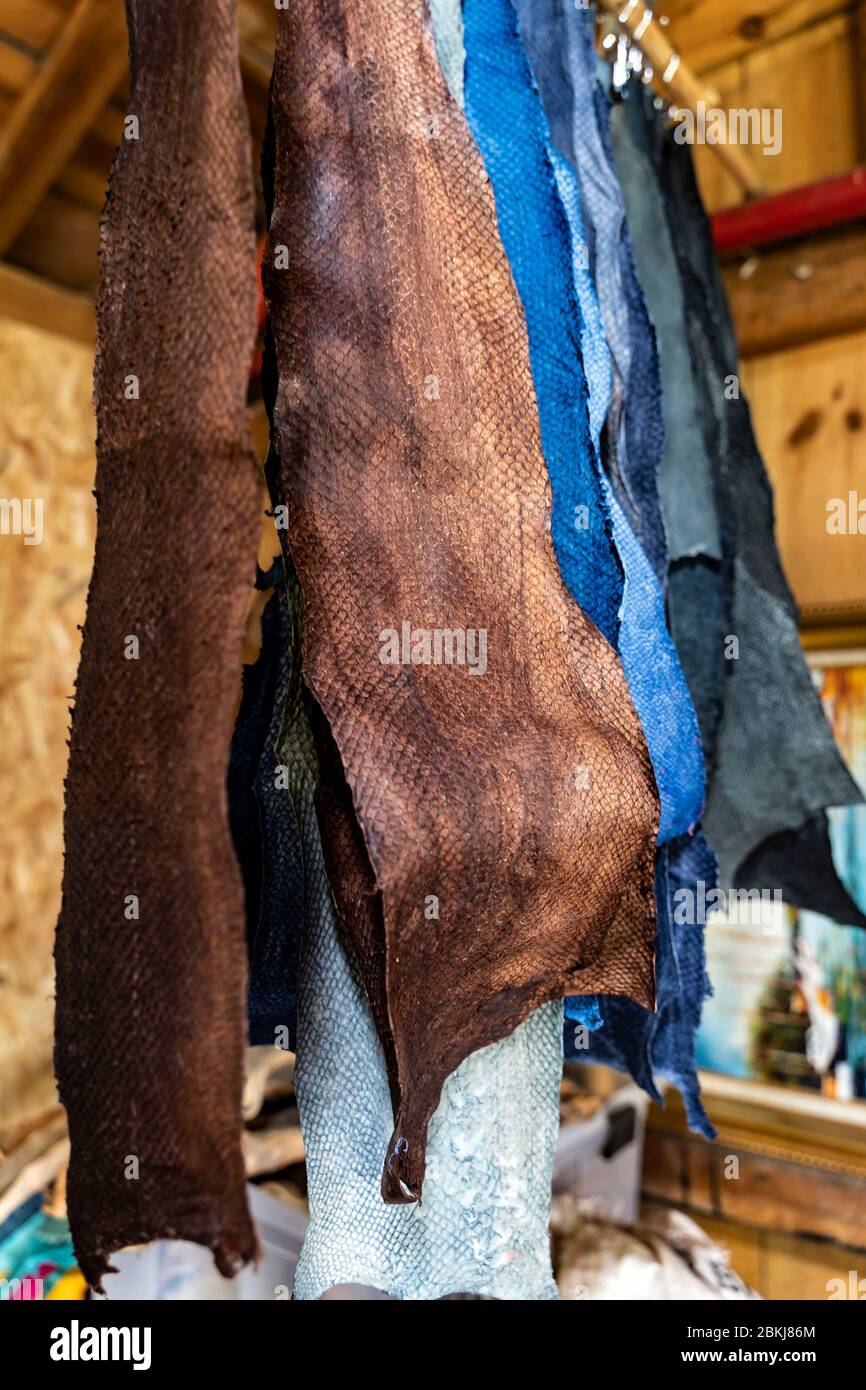 France, Gironde, bassin d'Arcachon, la Teste-de-Buch, Fémer peau Marine, fabrication de cuir de poisson Banque D'Images