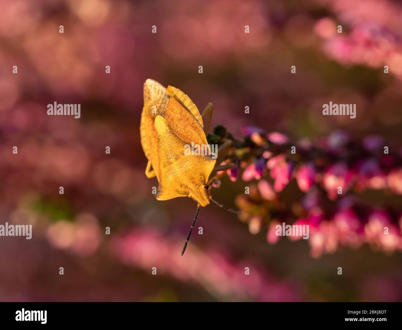 Gros plan de la fleur de bruyère pourpre et de la bogue jaune. Mise au point sélective. Banque D'Images