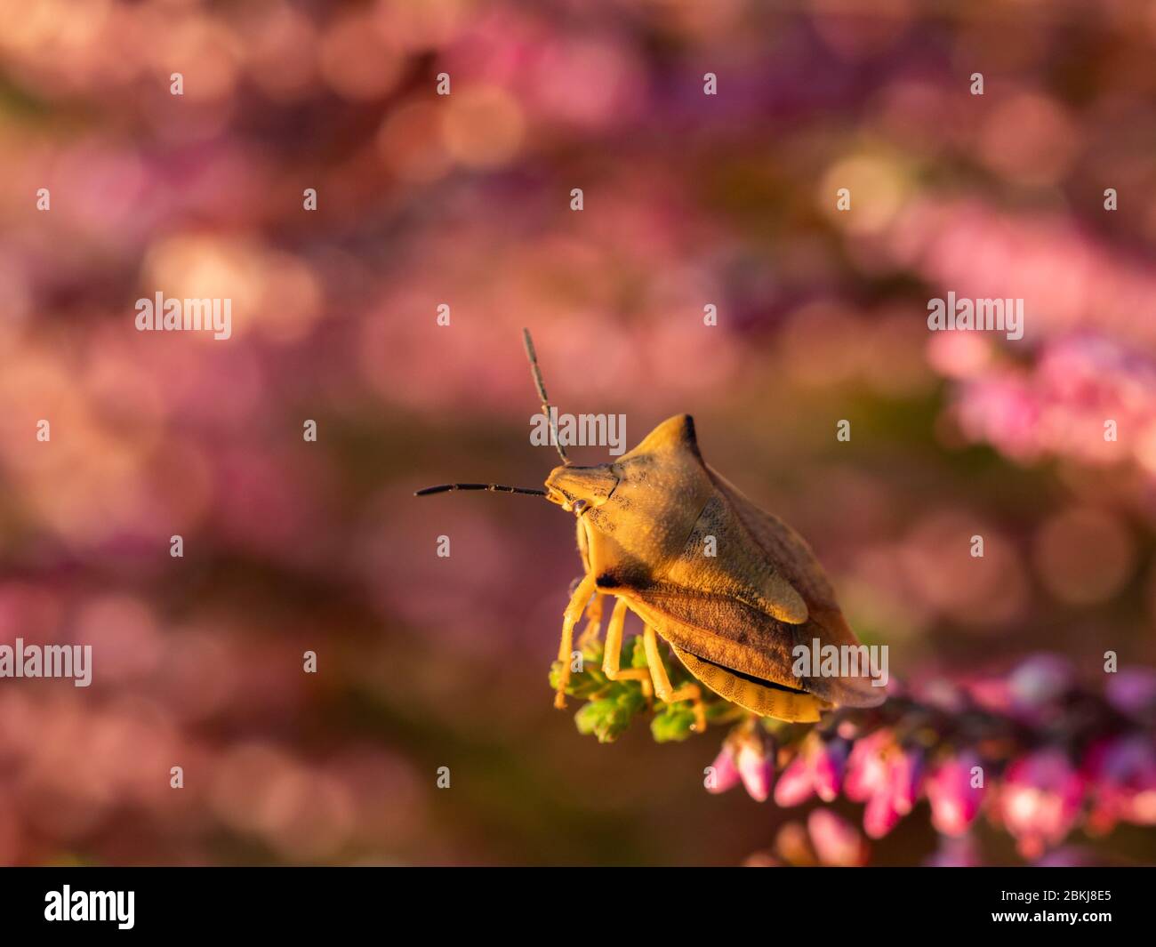 Gros plan de la fleur de bruyère pourpre et de la bogue jaune. Mise au point sélective. Banque D'Images