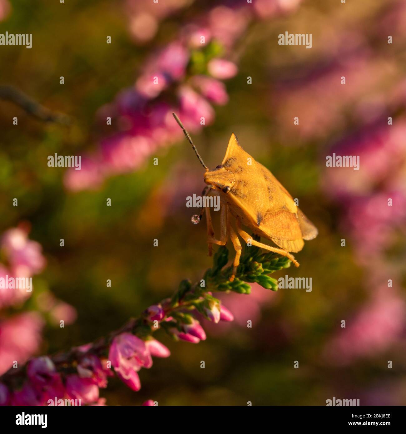 Gros plan de la fleur de bruyère pourpre et de la bogue jaune. Mise au point sélective. Banque D'Images