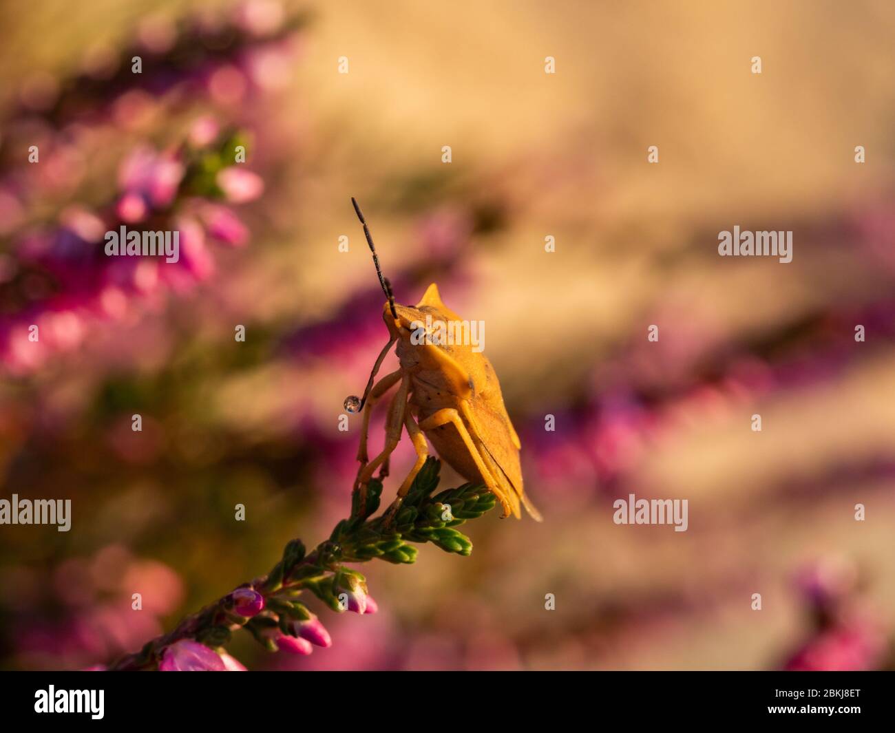 Gros plan de la fleur de bruyère pourpre et de la bogue jaune. Mise au point sélective. Banque D'Images