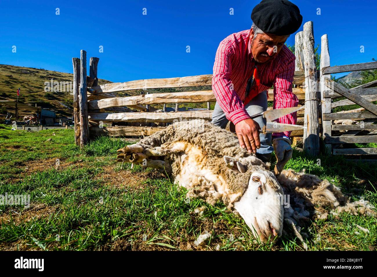 Chili, Patagonie, Aysen, Coyhaique, Estancia Los Leones, Don Rolondo continue de cisailler ses moutons de la manière traditionnelle, avec un ciseaux à main Banque D'Images