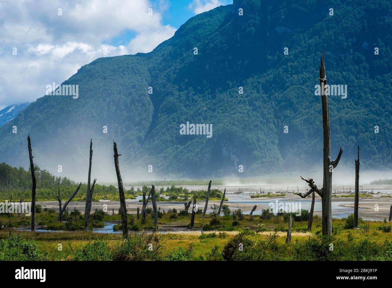 Chili, Patagonie, Aysen, Coyhaique, relique forestière dans le lit d'un rio traversé par de violentes salopettes de ventilc, vent verglas venant du Pacifique Banque D'Images