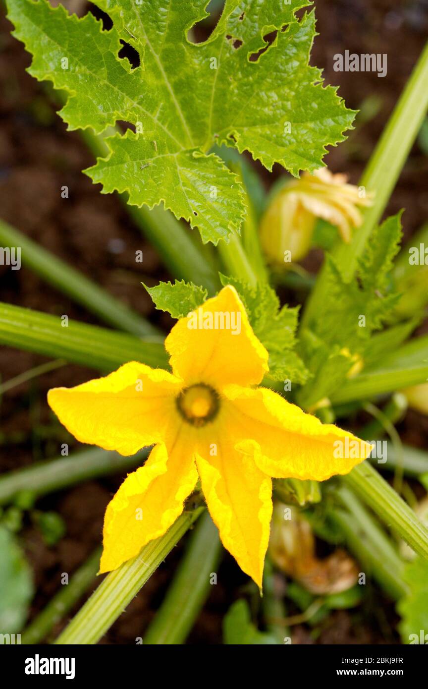 Fleur de courgette Banque D'Images