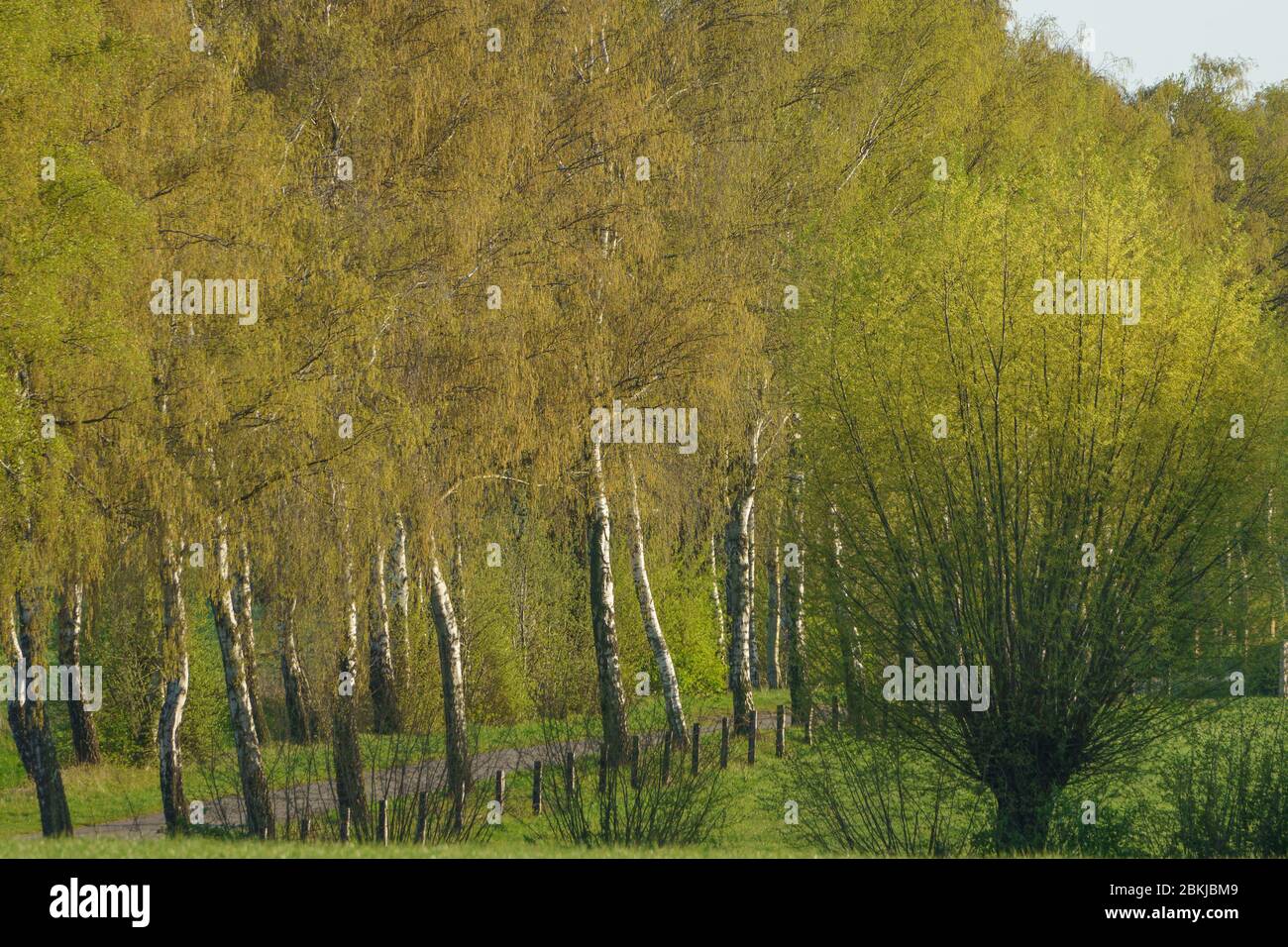 arbres verts en allemagne Banque D'Images