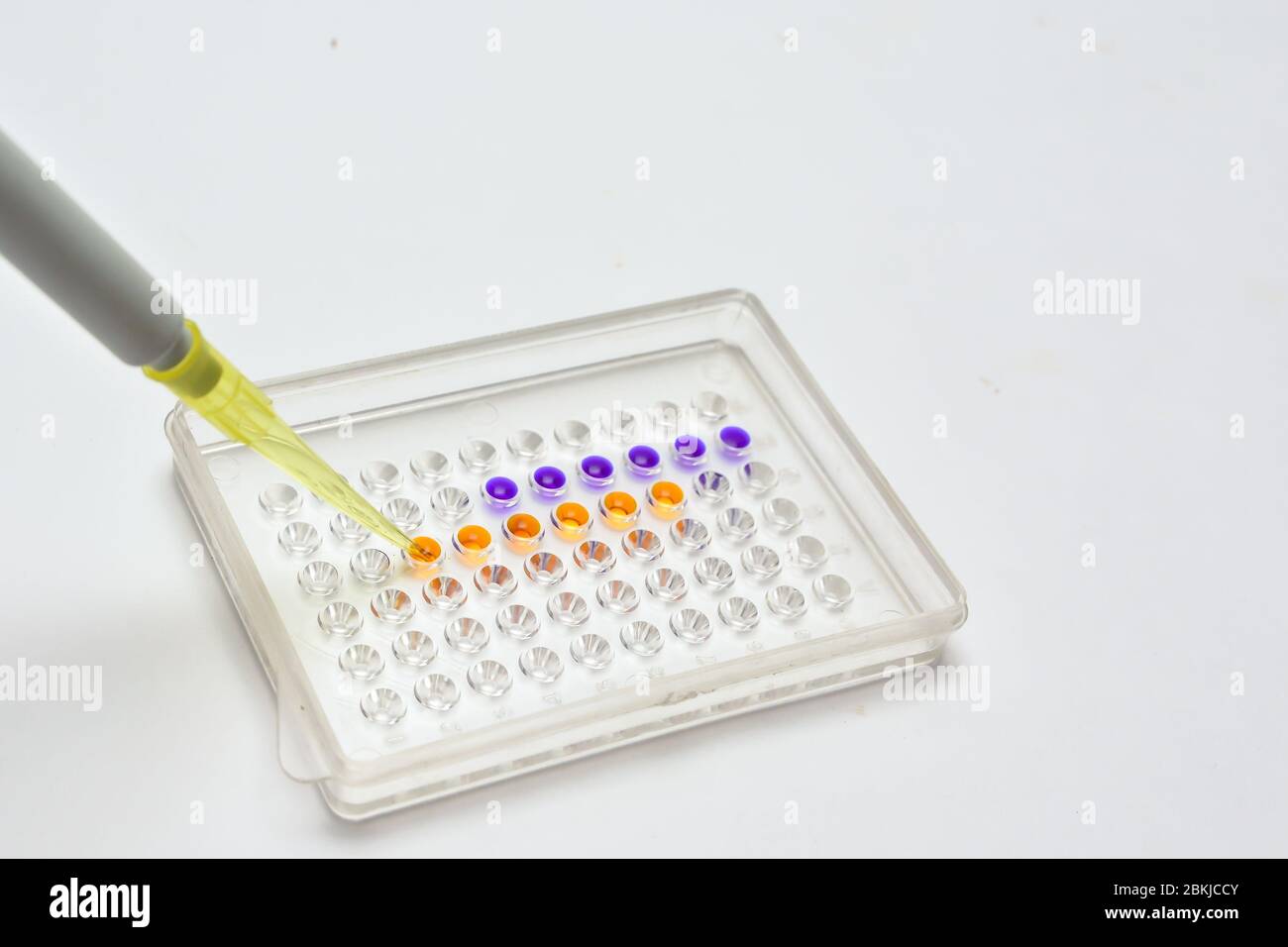 Les examens de laboratoire. Demande d'échantillons dans les puits de la plaque. Banque D'Images