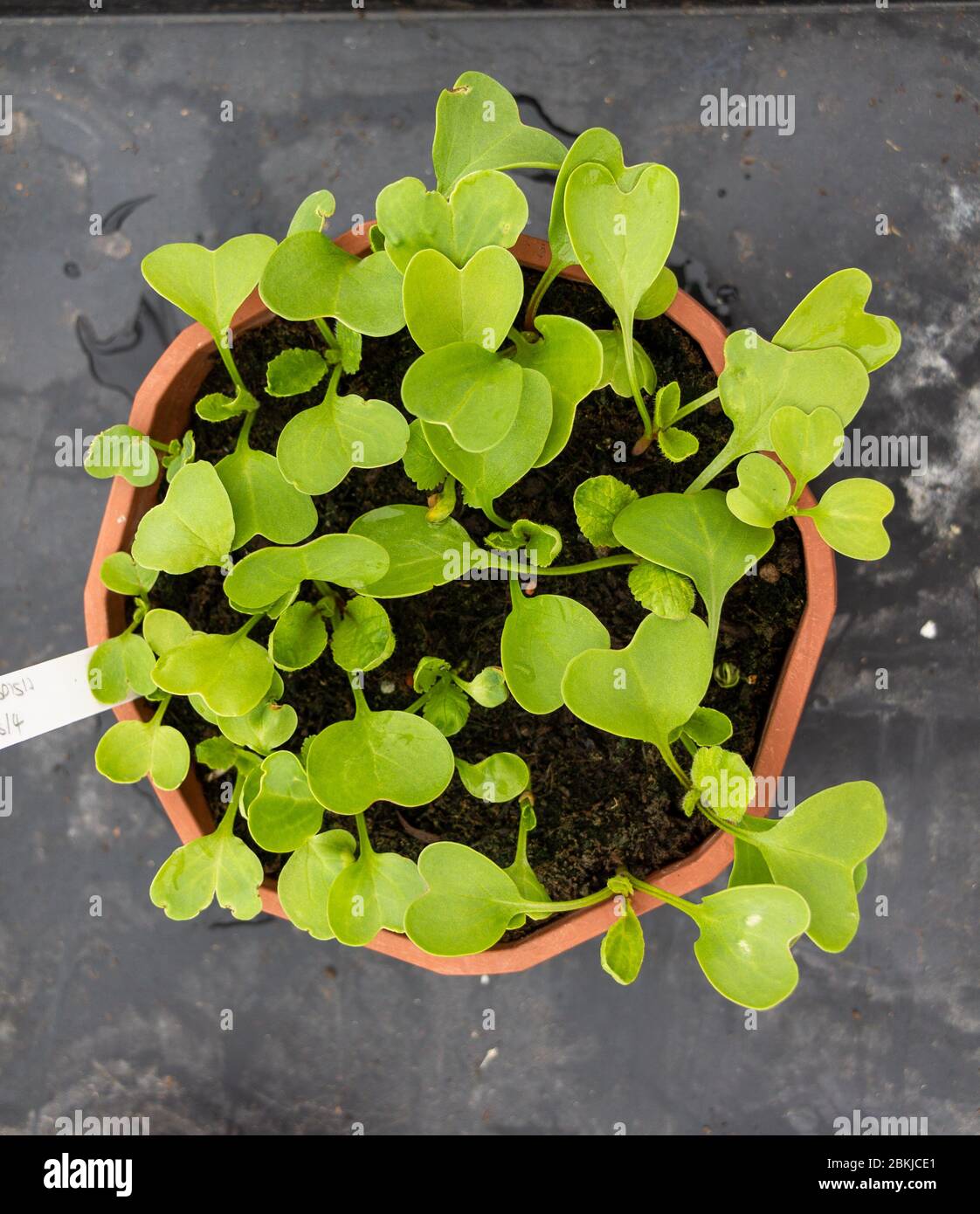 Semis de radis poussant dans un pot de 9'' pouce Banque D'Images