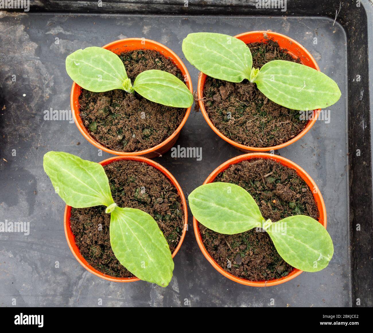 Plantules de courgette dans des pots de 4'' pouces Banque D'Images