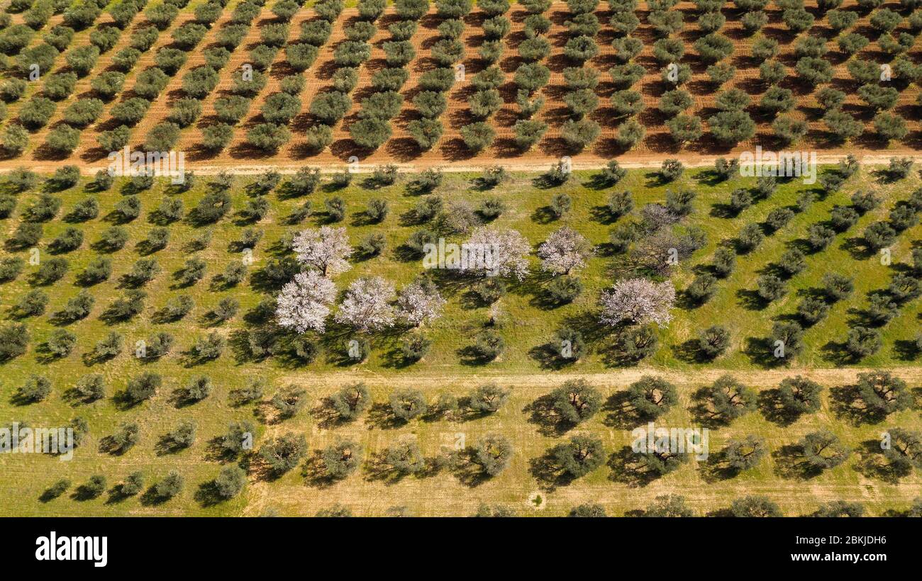 France, Bouches du Rhône, Parc naturel Régional des Alpilles, Maussane les Alpilles, amandiers en fleurs dans une oliveraie (vue aérienne) Banque D'Images