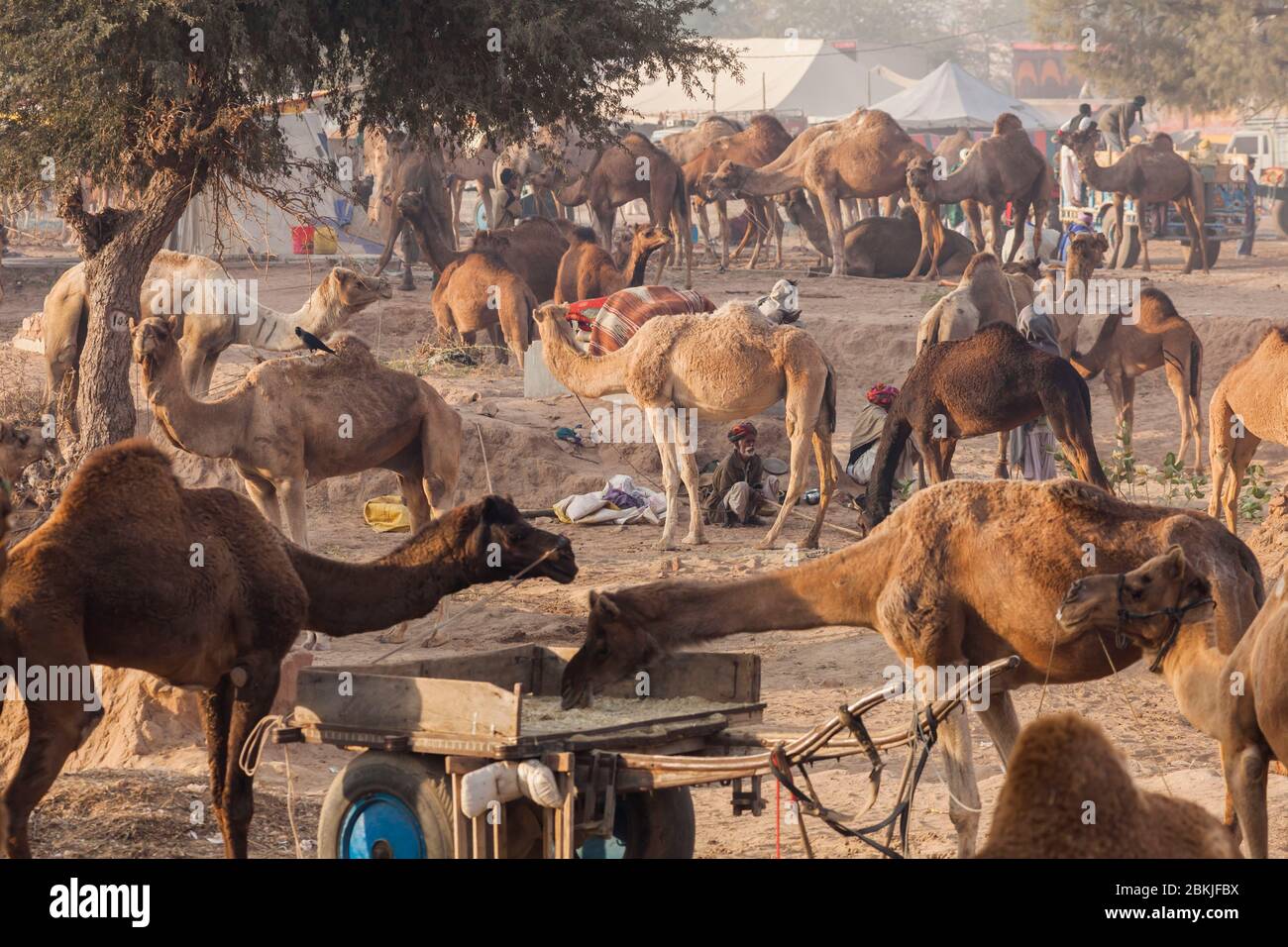 Inde, Rajasthan, Nagaur, foire aux bovins, vue générale sur les camps et les chameaux Banque D'Images