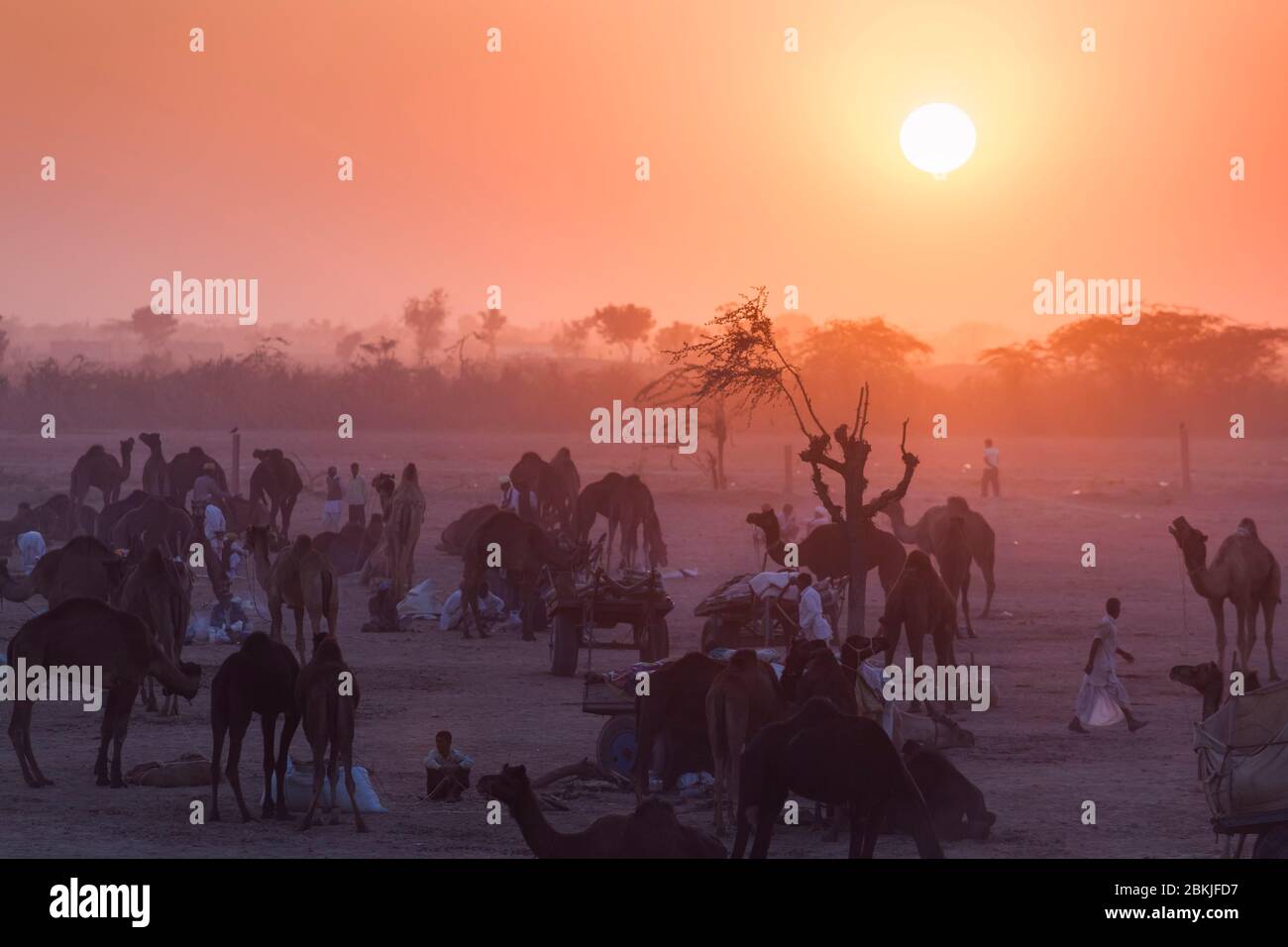 Inde, Rajasthan, Nagaur, foire aux bovins, coucher de soleil sur le camp Banque D'Images