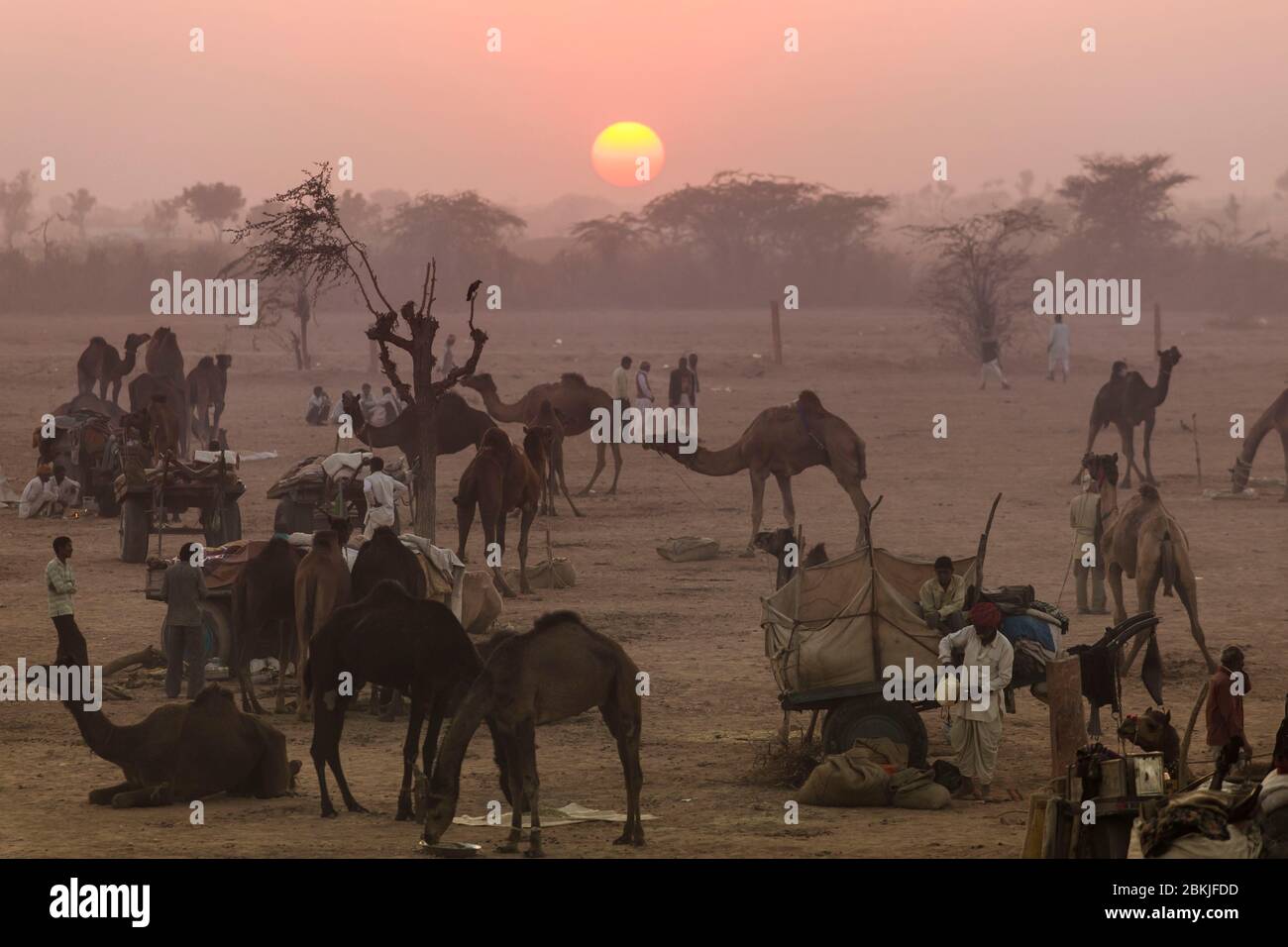 Inde, Rajasthan, Nagaur, foire aux bovins, coucher de soleil sur le camp Banque D'Images