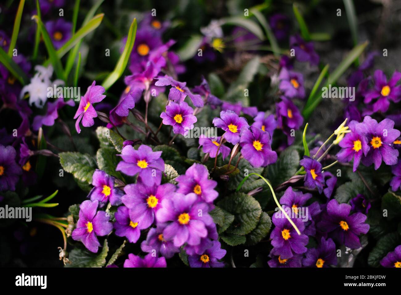 Les fleurs de Primrose pourpre 'Wanda' fleurissent au début du printemps Banque D'Images