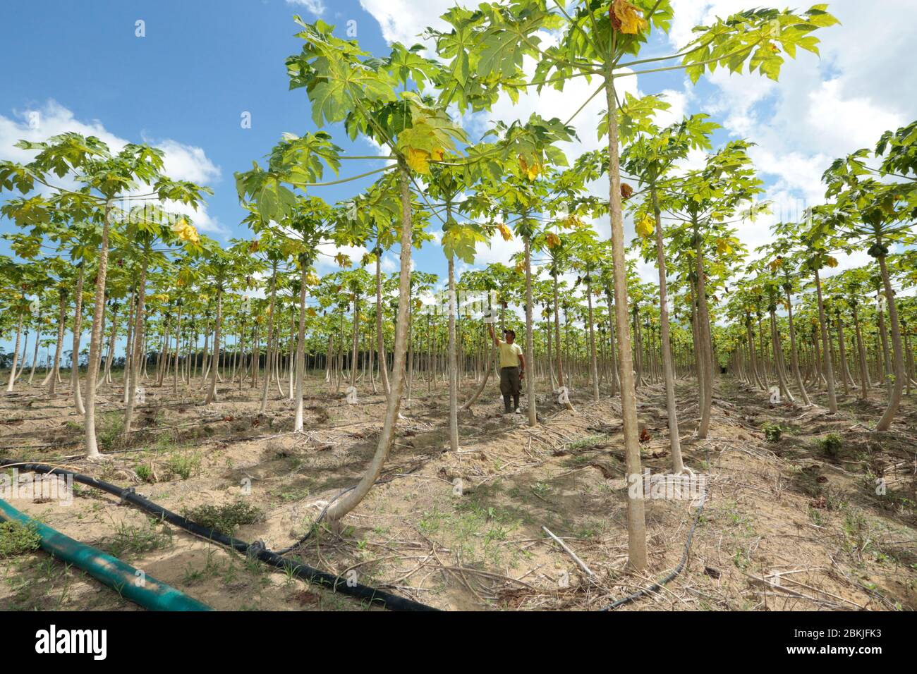 France, Guyane, Javouhey, agriculteurs de Hmong au travail Banque D'Images