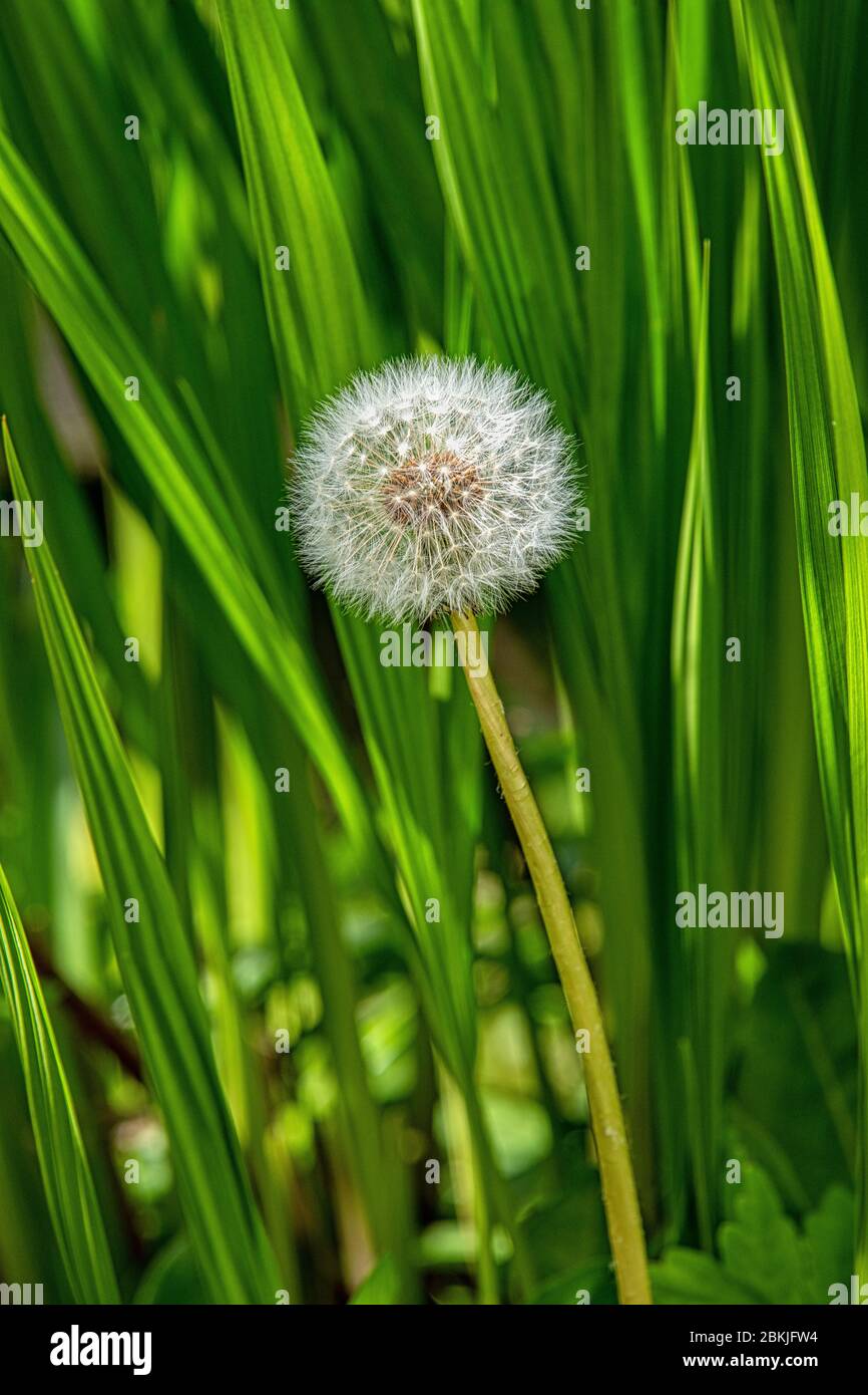 Horloge pissenlit Banque D'Images