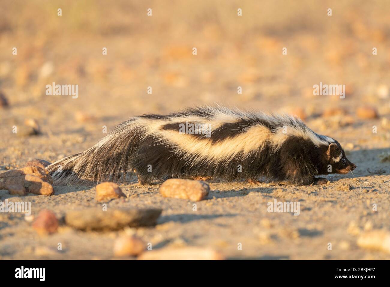 Namibie, réserve privée, polecat à rayures ou Polecat africain (Ictonyx striatus) , captif Banque D'Images