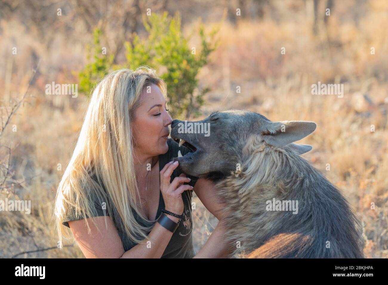 Namibie, réserve privée, gardien avec hyena brune, (Parahyena brunnea, avant Hyena brunnea), captive Banque D'Images