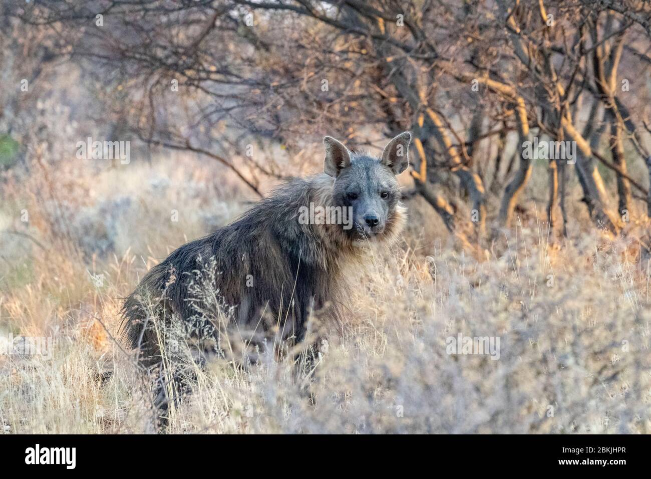 Namibie, réserve privée, hyena brune ou Strandwolf (Parahyena brunnea, avant Hyena brunnea), captive Banque D'Images