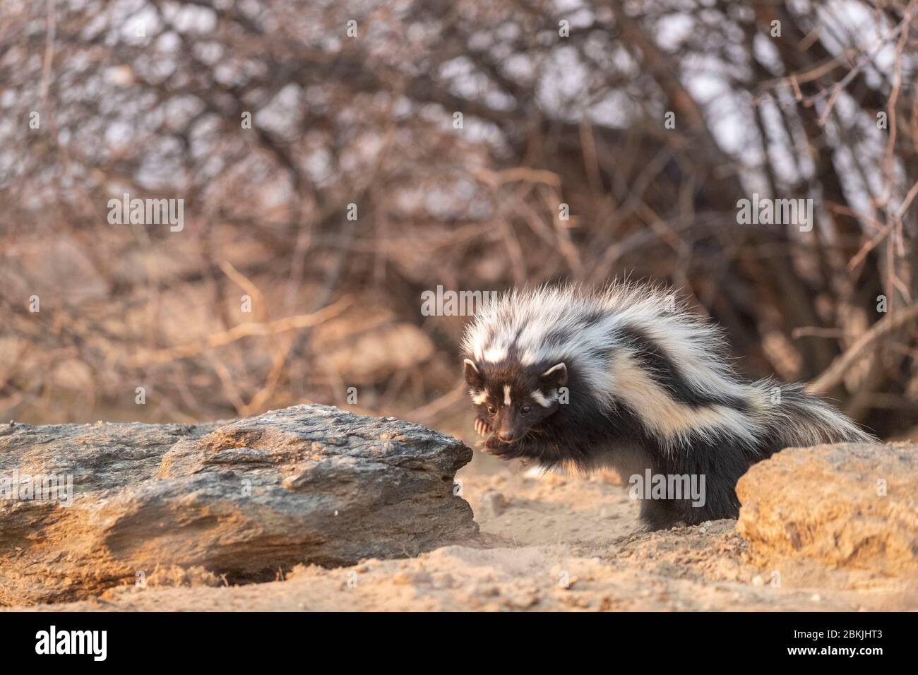 Namibie, réserve privée, polecat à rayures ou Polecat africain (Ictonyx striatus) , captif Banque D'Images