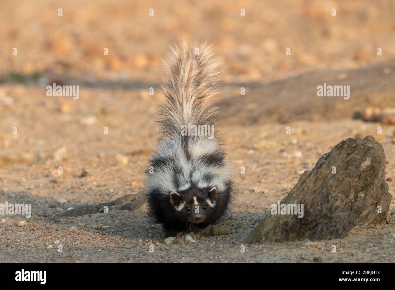 Namibie, réserve privée, polecat à rayures ou Polecat africain (Ictonyx striatus) , captif Banque D'Images