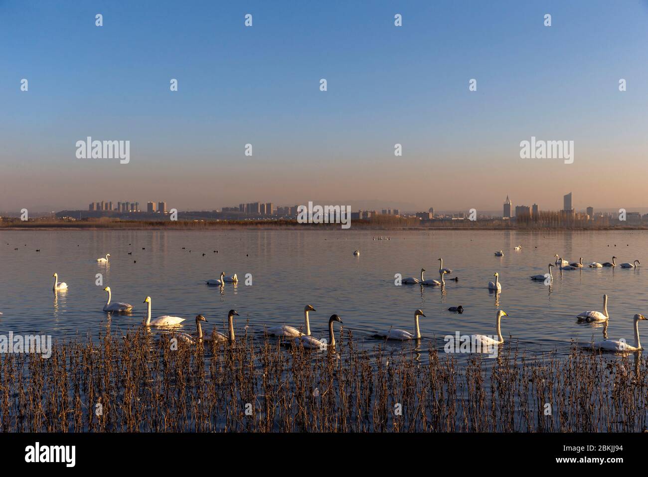 Chine, Henan ptovince, Sanmenxia, Whooper cygne (Cygnus cygnus), Banque D'Images