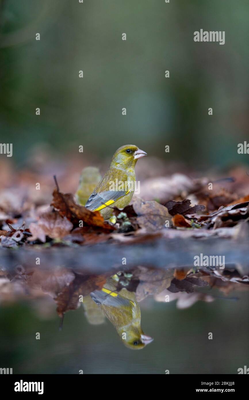 France, Sarthe , Rouesse Vasse, grove, greenfinch européen ou greenfinch (chloris chloris) Banque D'Images