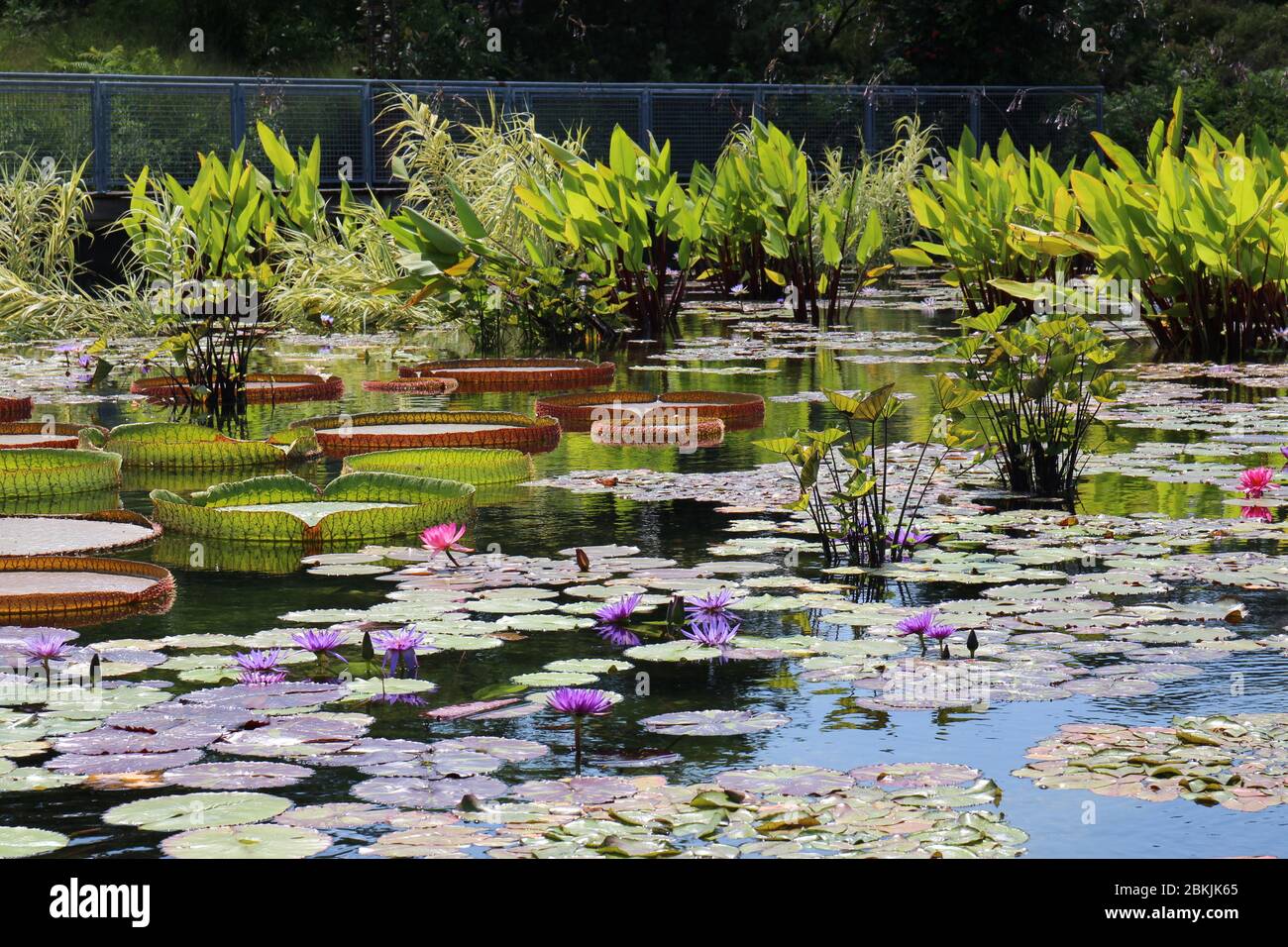 Un grand étang rempli de fleurs de nénuphars, de nénuphars, de nénuphars et de diverses plantes aquatiques en été Banque D'Images