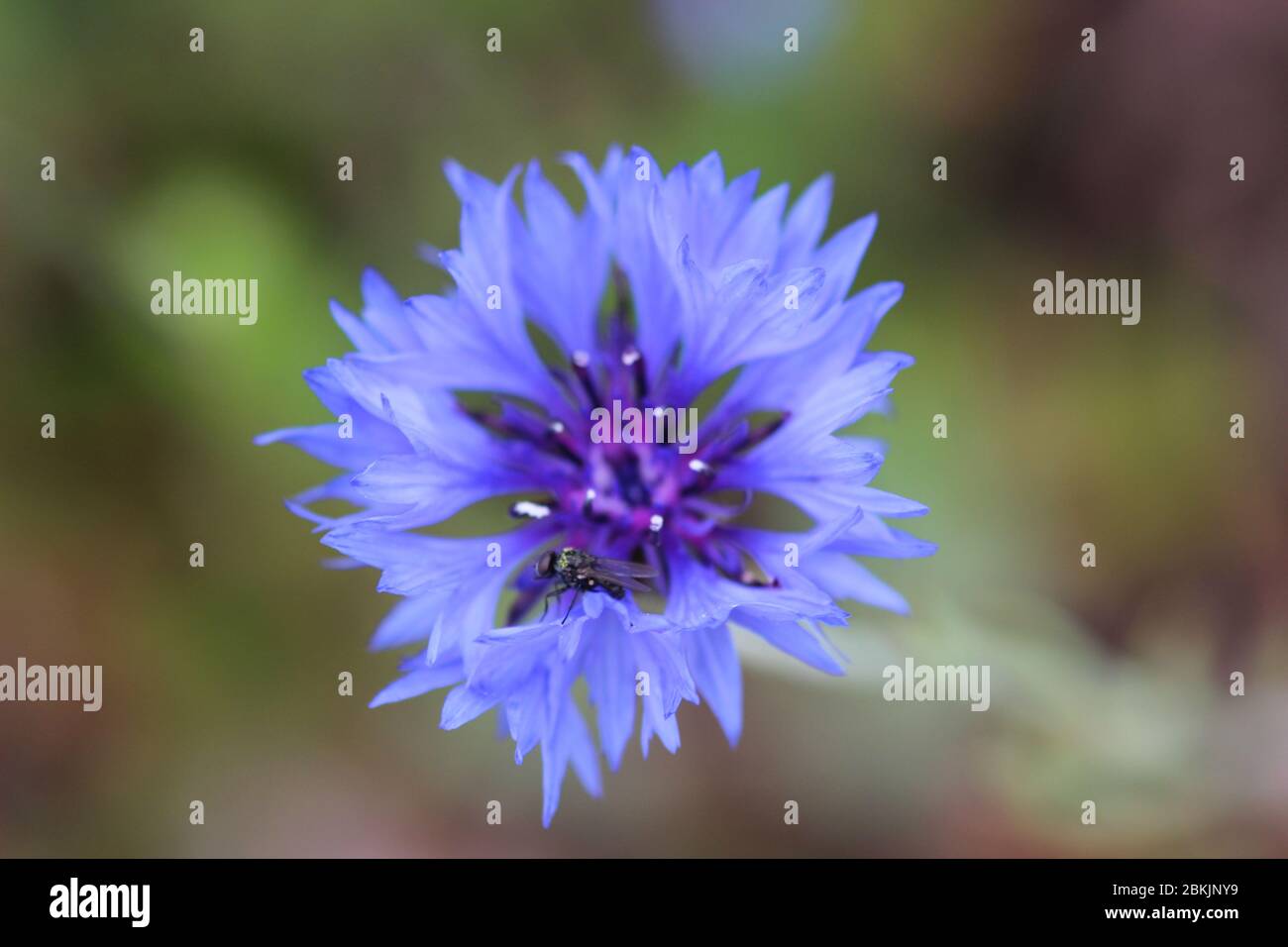 Bleuet des champs Banque D'Images