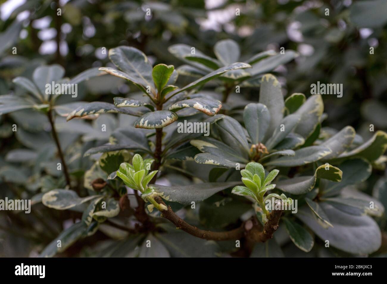 arbuste evergreen Pittosporum Tobira Variegata connu sous plusieurs noms comme Laurier australien, pittosporum japonais, orange mock et bois de pin japonais. Banque D'Images