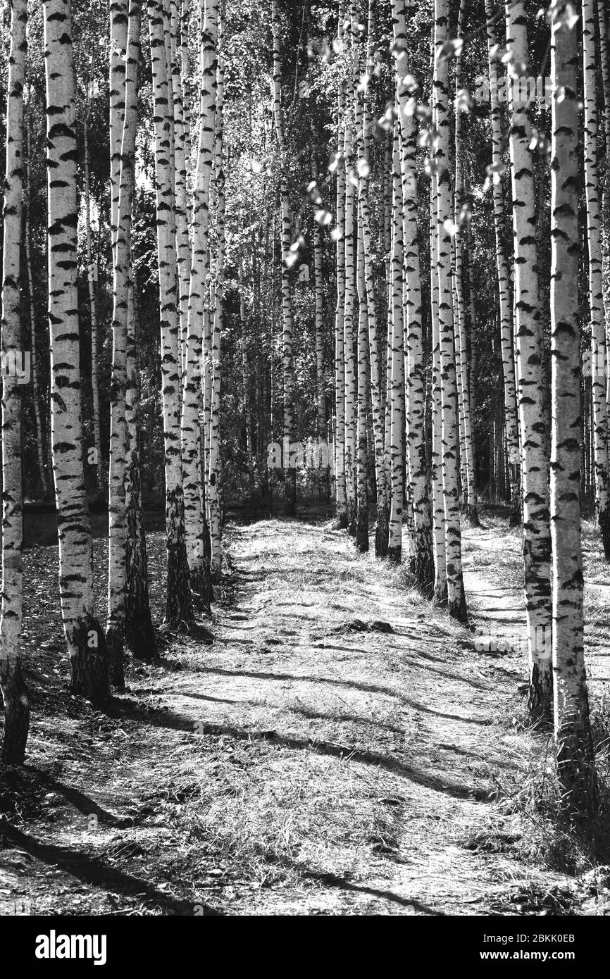 Forêt de bouleau en mode noir et blanc Banque D'Images