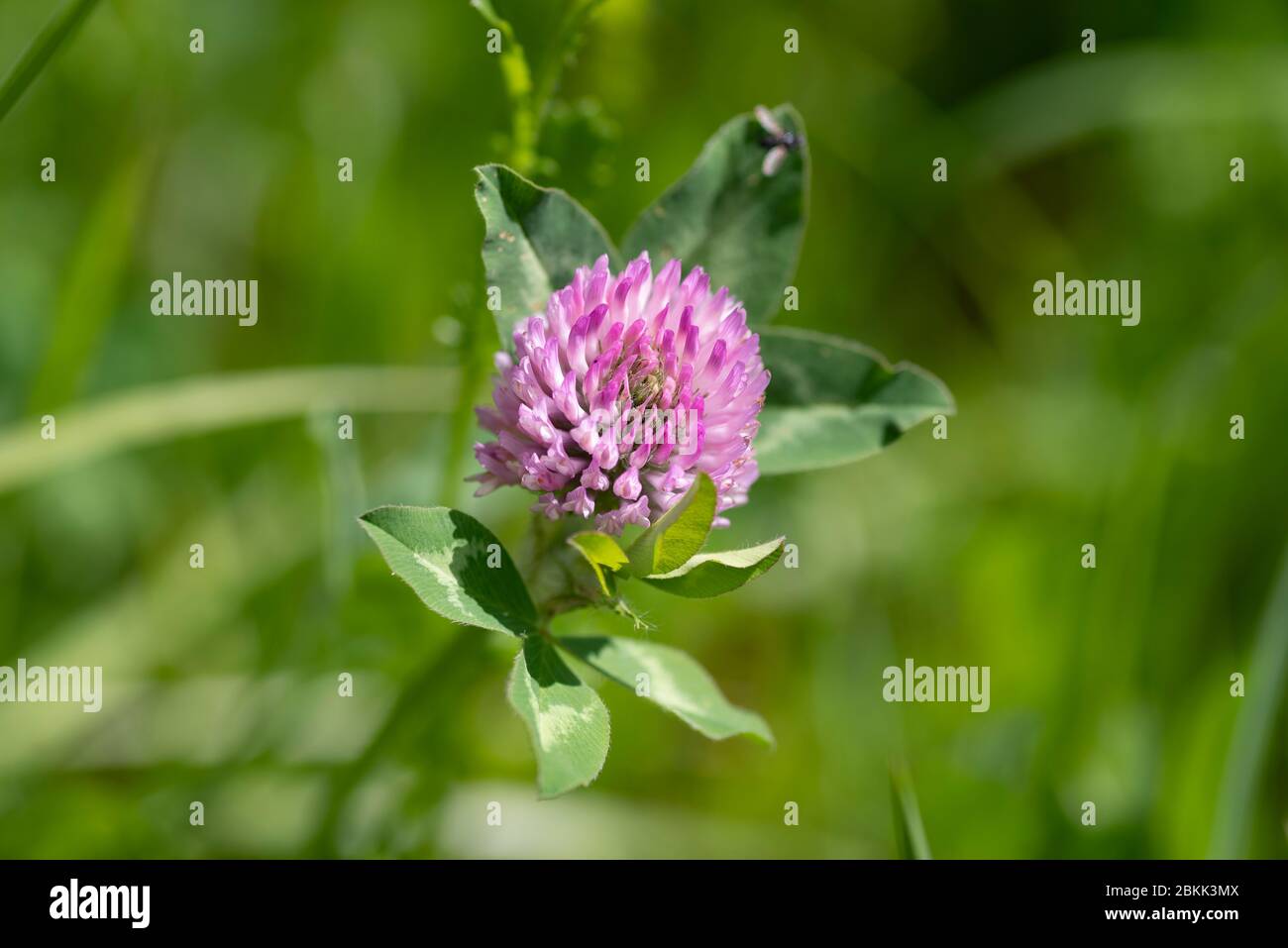 Gros plan de la fleur de trèfle rouge (Trifolium pratense) sur fond vert Banque D'Images