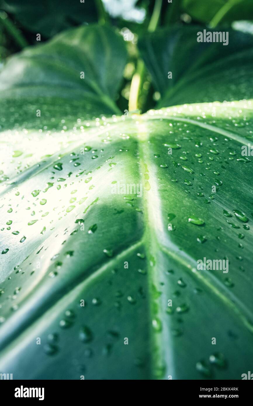 Vue détaillée sur les feuilles tropicales vertes avec gouttes d'eau Banque D'Images