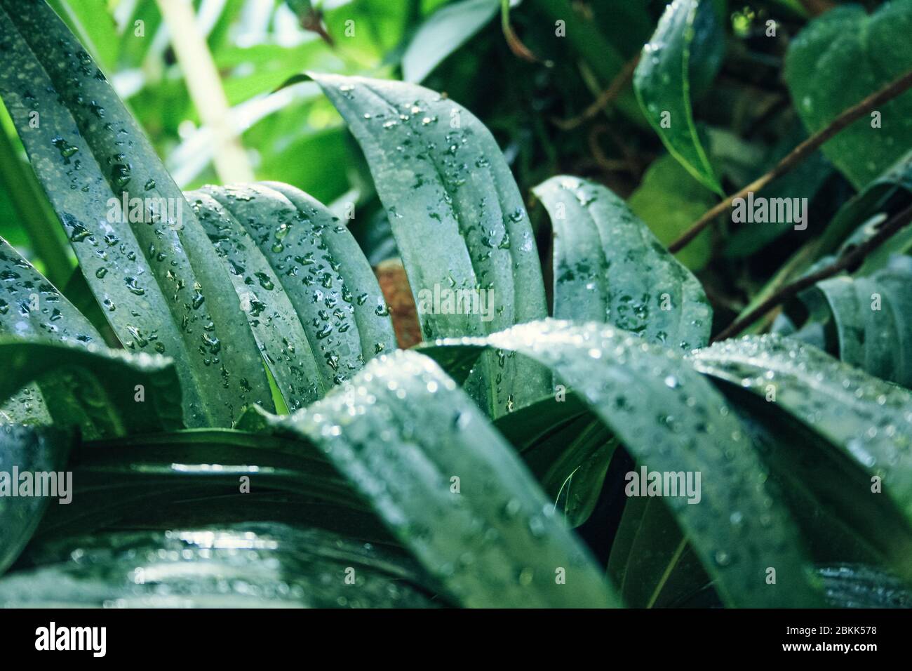Vue détaillée sur les feuilles tropicales vertes avec gouttes d'eau Banque D'Images