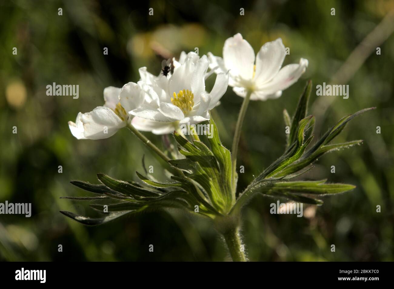 Anemone à fleurs de Narcissus (Anemone narcissiflora) sur la prairie de Malbun, au Liechtenstein Banque D'Images